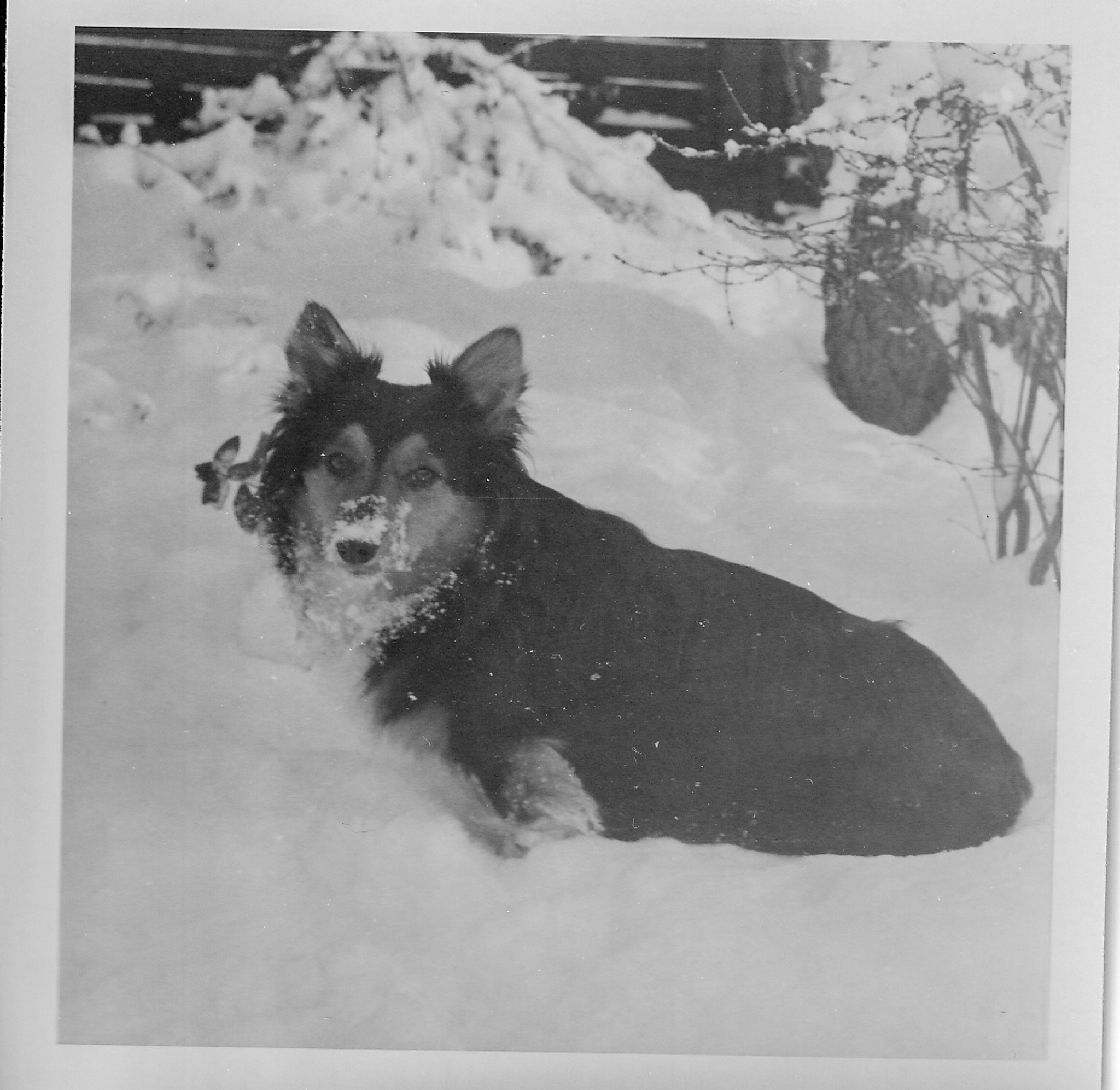 Dog in snow